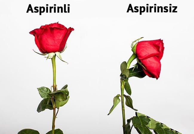 aspirin