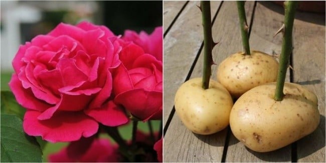 bilge kafe gul yetistirmek