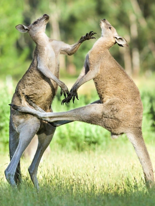 kanguru kavgası