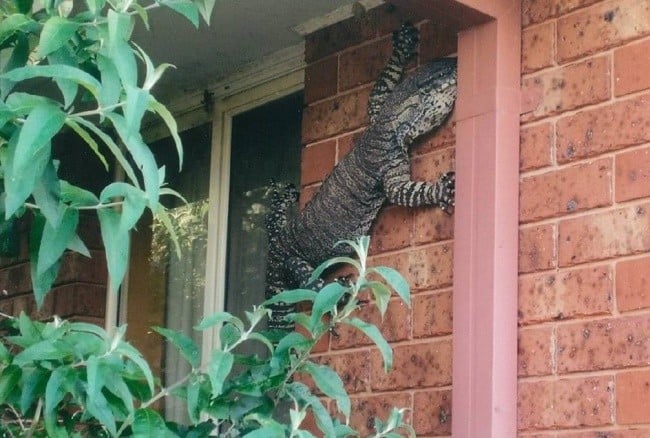 lace goanna