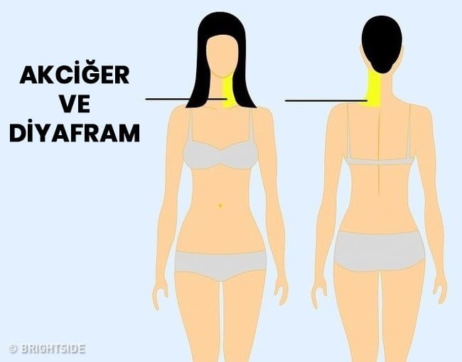 akciğer ve diyafram