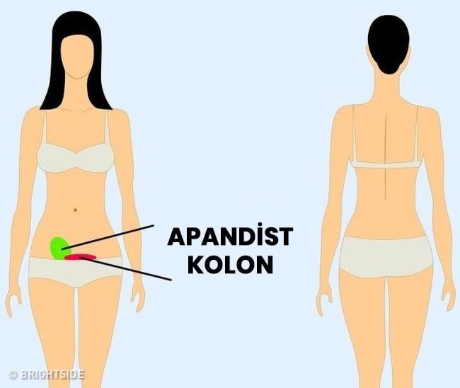 apandist ve kolon