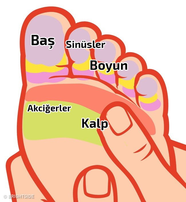 Bu Noktaya Bastırın Sağlık Sorunlarınıza Veda Edin! 13 ayak refleksolojisii