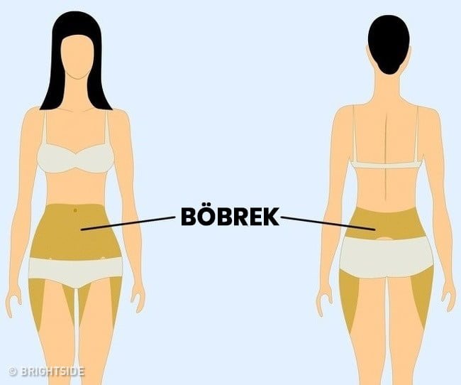 böbrek