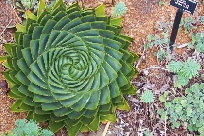 Doğanın Mükemmelliğinin Kanıtı 30 Fotoğraf 12 doga