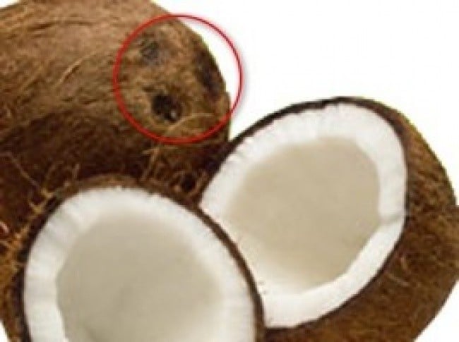 Her Zaman Yanlış Açtığımız 11 Gıda Ürünü 12 hindistan cevizi