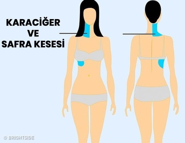 karaciğer ve safra kesesi