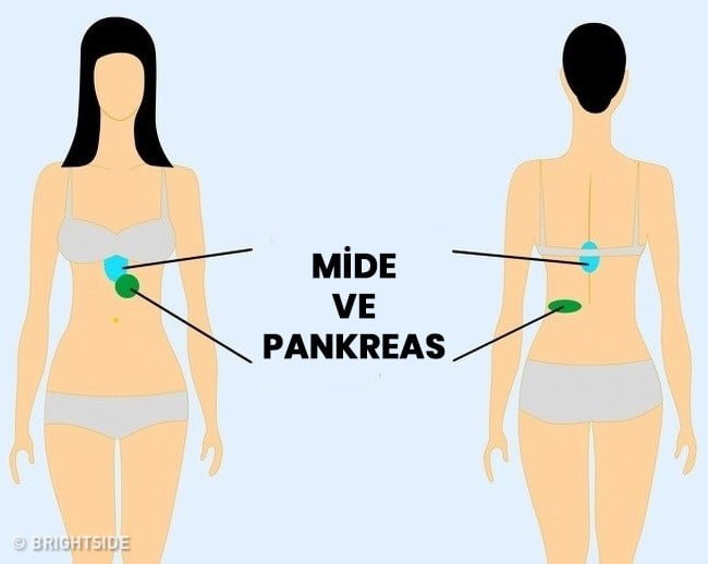 mide ve pankreas
