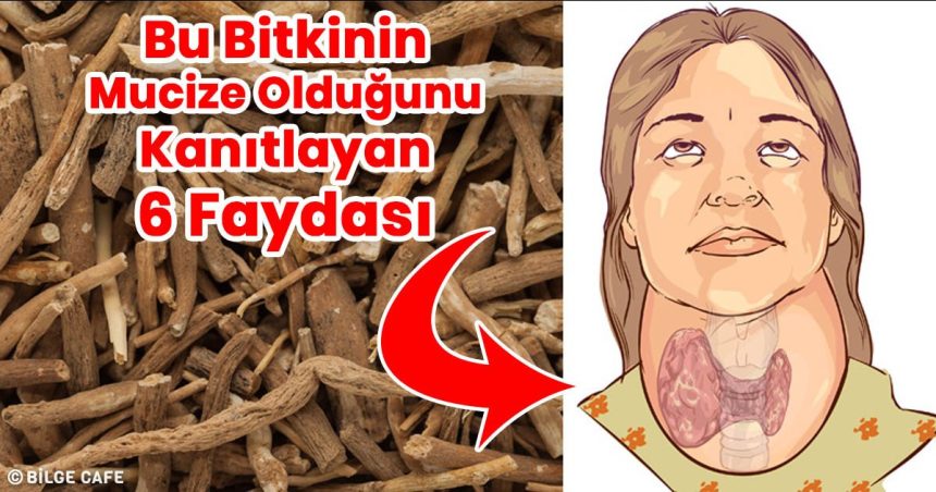Mor Salkım Bitkisinin Mucize Olduğunu Kanıtlayan 6 Faydası 1 morsalkim bitkisinin mucize oldugunu kanitlayan 6 faydasi
