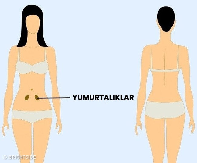 yumurtalıklar