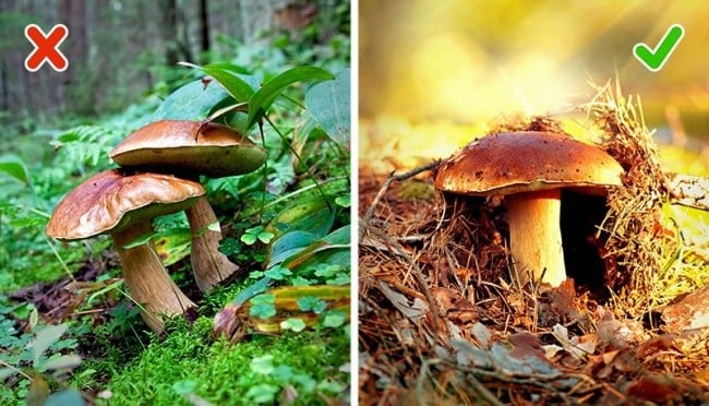 yenilebilir zehirli mantarlar