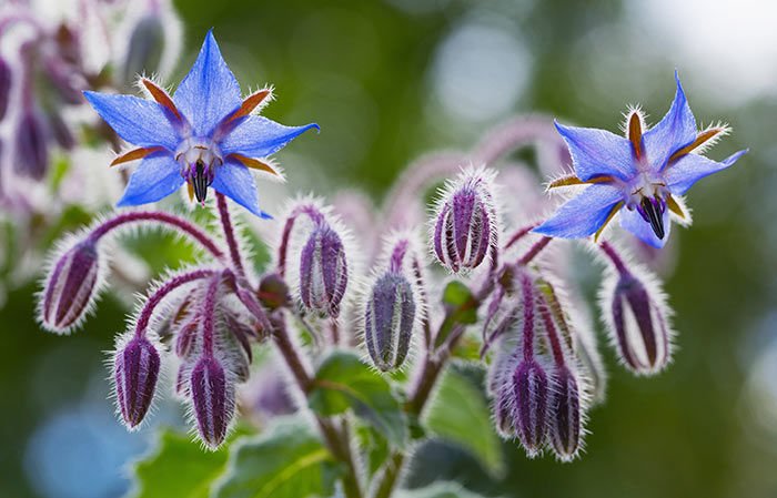 Baş Ağrısına Ne İyi Gelir, Nasıl Geçer? En İyi Ev Tedavileri 18 hodan otu