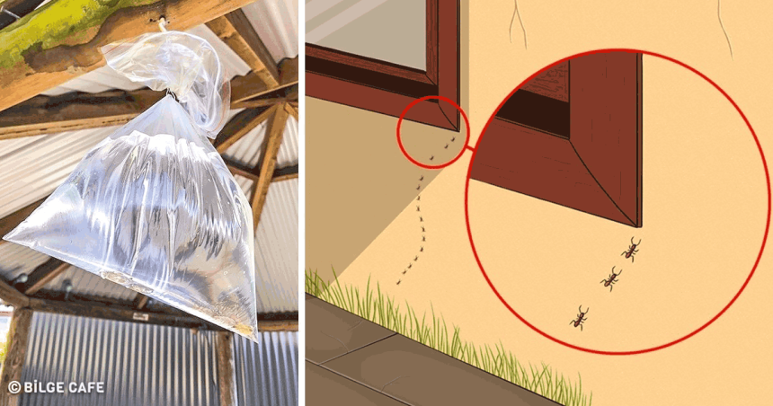 bu yöntemle böcekler kaçacak delik arıyor