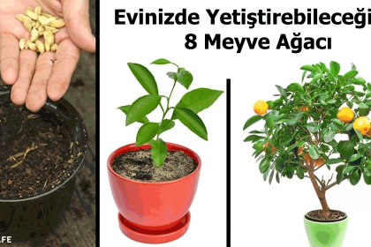 evde meyve ağacı nasıl yetiştirlir