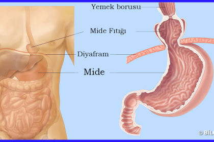 Mide yanmasına ne iyi gelir? Evde hazırlanabilen doğal tarifler 8 mide yanmasına ne iyi gelir