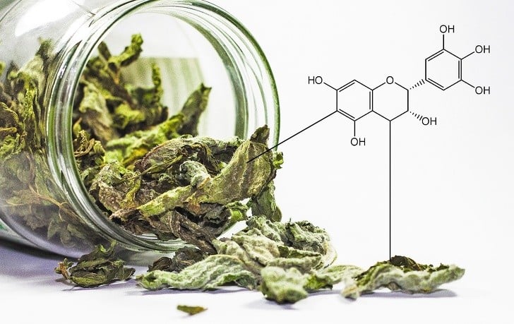 Tokluk Hissi Veren 13 Yiyecek 10 yeşil çay 1