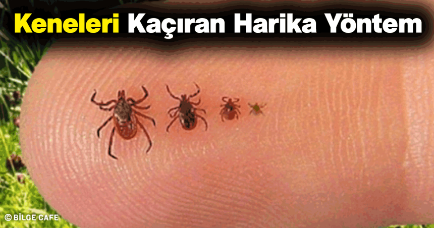 Bu Yöntemle Keneler Yanınıza Bile Yaklaşamayacak! 1 keneleri kaciran harika yontem