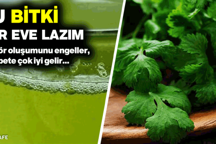 kişnişin faydaları