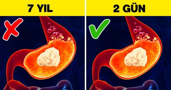 Bugüne Dek Yanlış Bildiğimiz 9 Bilimsel Bilgi 12 yutulmuş sakız