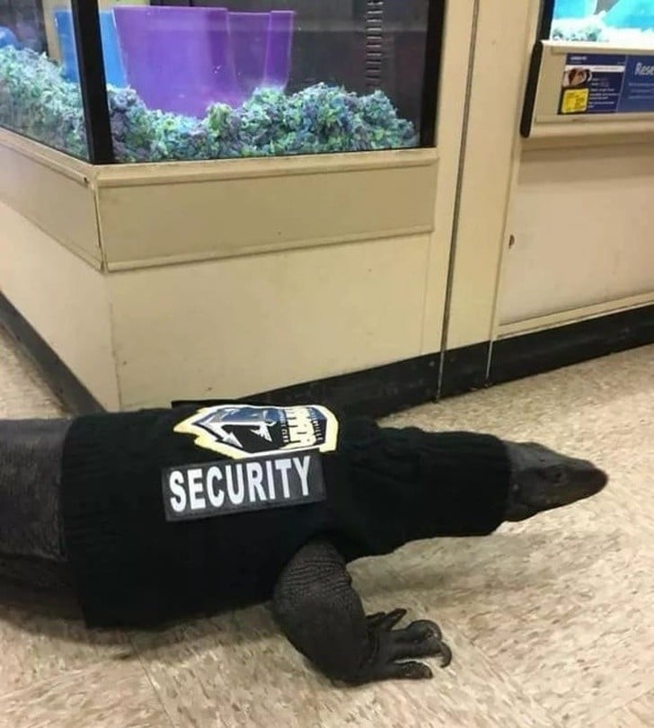 Bu İcatlar Hayatınızı Kolaylaştıracak 2 1petstore