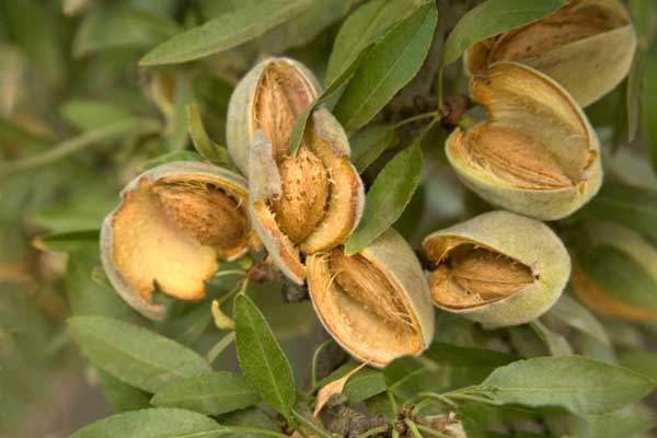 badem cilt kanserini önler