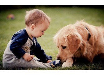 Bilimsel Araştırma: İnsanlar Köpekleri İnsanlardan Daha Çok Seviyor 4 bebek ve köpek