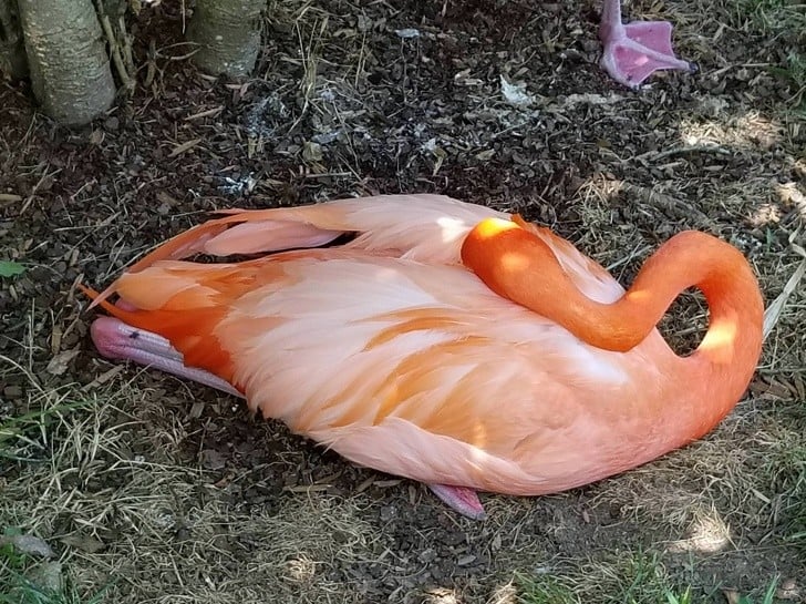Bu Bilgileri Öğrendiğinizde Dünyaya Çok Farklı Bir Gözle Bakacaksınız 15 flamingo