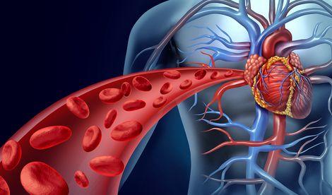Menopozun 9 Belirtisi 7 kalp damar sistemi