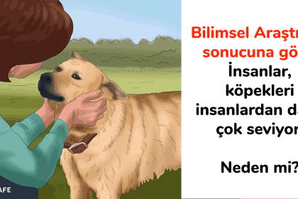 köpekler ve insanlar