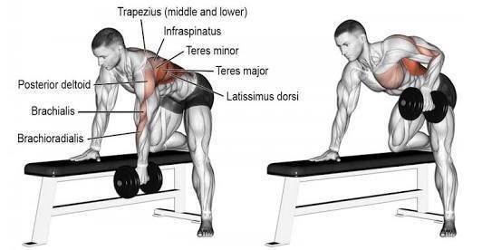 barbell rows