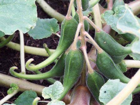 Eklem Ağrılarından Kurtulmak için Kanıtlanmış 12 Yöntem 10 şeytan pençesi