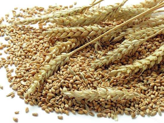 Kilo Vermek için Yemeniz ve Yememeniz Gereken Tahıllar 13 buğday