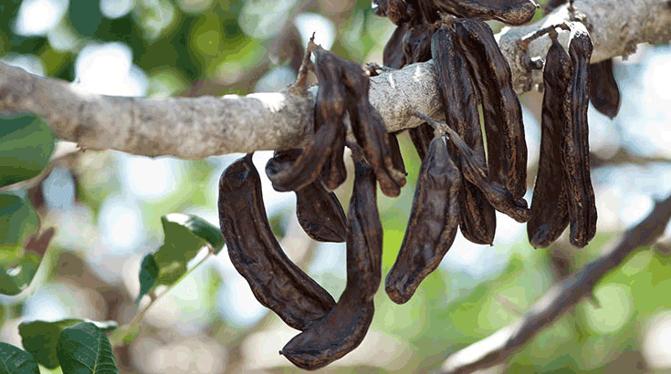 keçiboynuzu nasıl yetiştirilir