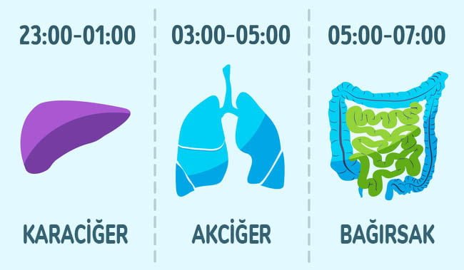2 Kat daha Uzun Yaşamanın Sırrını Açıklıyoruz 2 organların temizlenebilme saatleri