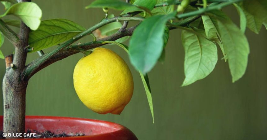 Adım Adım Evde Limon Ağacı Nasıl Yetiştirilir, Püf Noktaları 40 limon ağacı