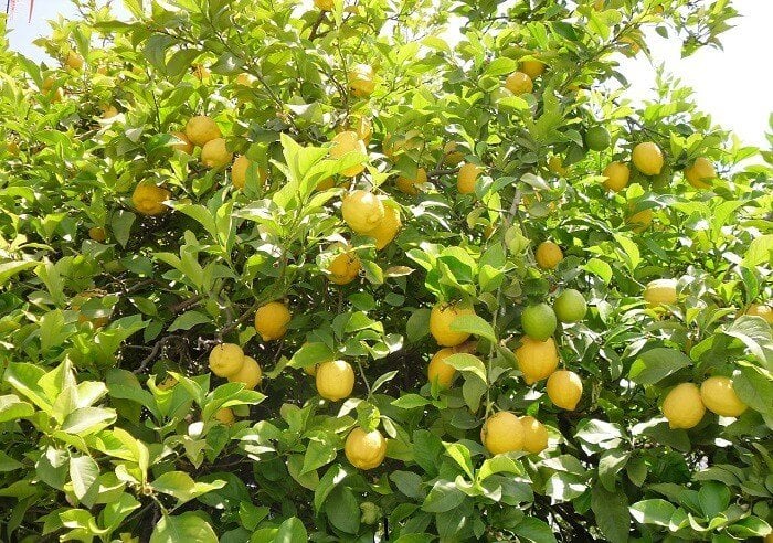 Adım Adım Evde Limon Ağacı Nasıl Yetiştirilir, Püf Noktaları 2 limonlar sarı rengini alırken