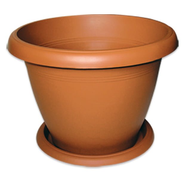 Adım Adım Evde Limon Ağacı Nasıl Yetiştirilir, Püf Noktaları 5 ev saksısı