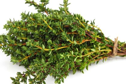 bahar elerjisi bitki