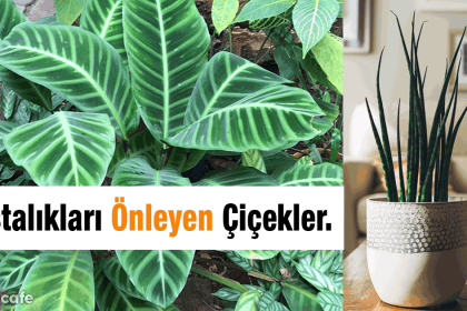 hastalıkları önleyen çiçekler