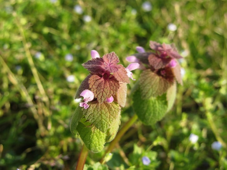 Bahar Alerjilerine Bitkisel Çözümler 3 isirgan otu