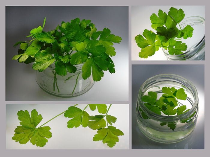 Uyumadan Önce Bu Karışımı İç ve Gün İçinde Yediğin Her Şeyi Vücudundan Çıkar 2 maydanoz