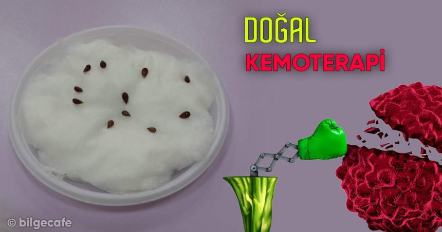 Doğal Kemoterapi Çekirdekleri Kanseri Engelliyor 18 doğal kemoterapi