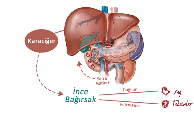 Sabahları Kuru Üzüm Yemek İşte Bu Kadar Faydalı 3 karaciğer