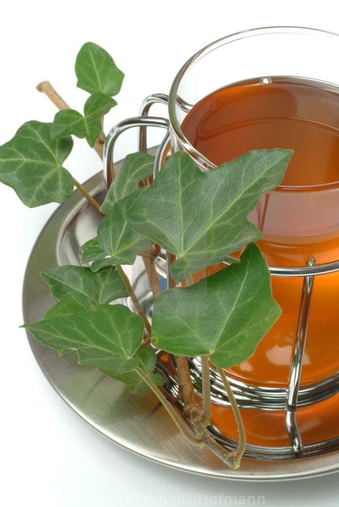 Duvar Sarmaşığı ile Öksürüğe, Bronşite ve Astıma Son! 3 sarmasik bit