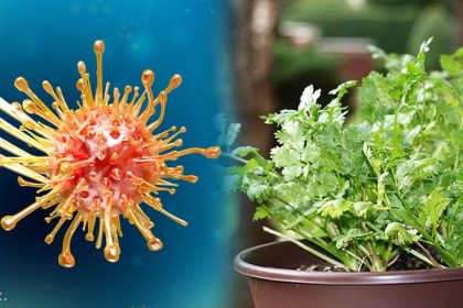 Sadece Kişniş Kullanarak Vücudunuzu Toksinlerden Arındırın 4 toksin temizleyici