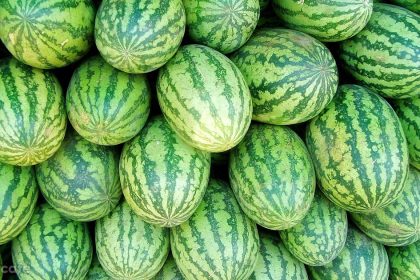 Bu Yöntem Sayesinde Kelek Karpuz Seçmeye Son 24 kelek karpuz seçmeye son