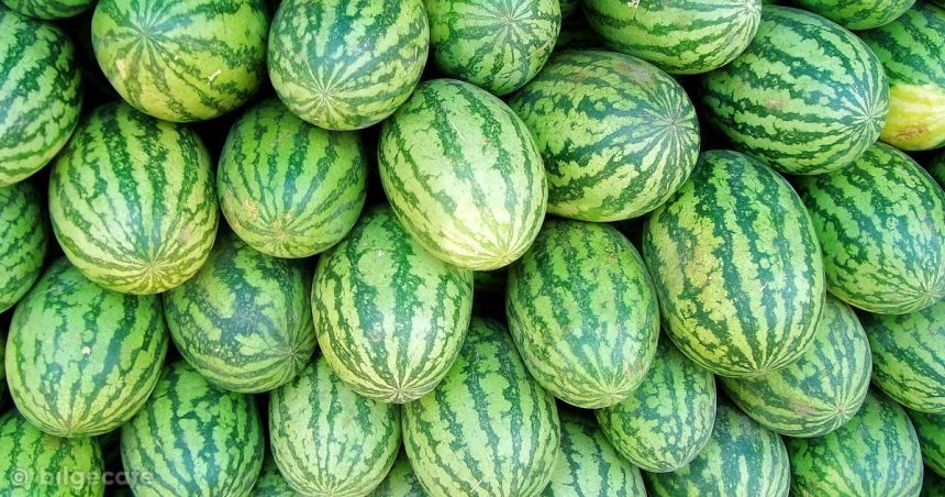 Bu Yöntem Sayesinde Kelek Karpuz Seçmeye Son 10 kelek karpuz seçmeye son