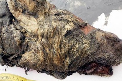 Sibirya'da 40 Bin Yıldır Buzlar Altında Kalan Dev Kurt Başı Bulundu 16 sibiryada dev kurt başı bulundu