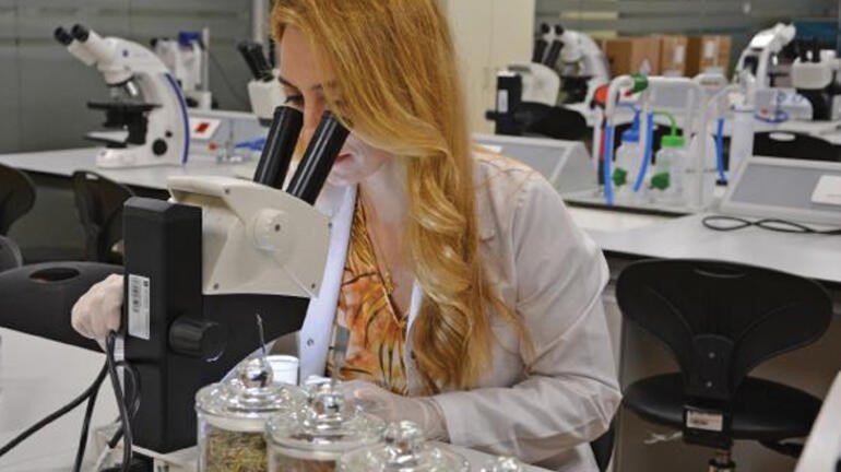 İçinde Bunların Olduğunu Bilmeden Her Gün İçiyoruz 5 bitkiler incelem