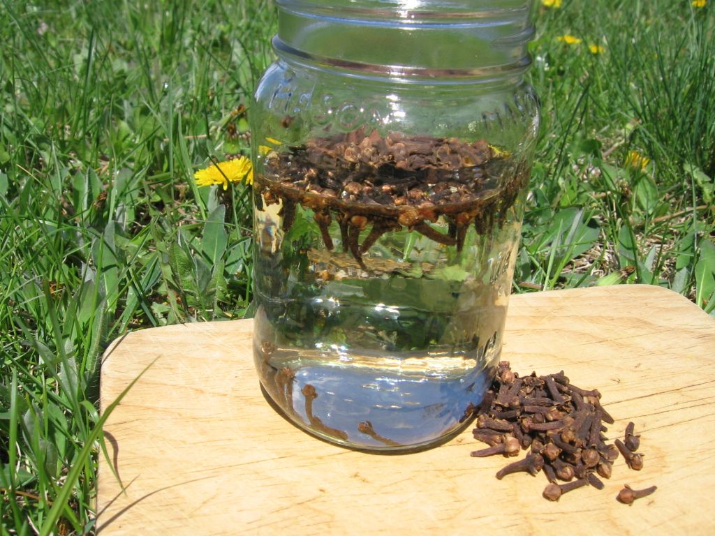 Suyu Her Derde Deva, Eskiler İlaç Niyetine Onu Kullanıyordu 5 karanfil suyu4